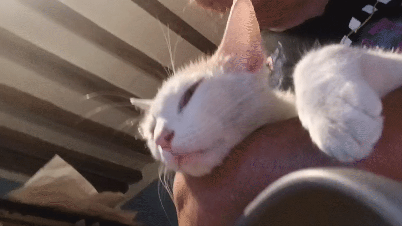 Kitten sleeps peacefully in person's arms in Viadana