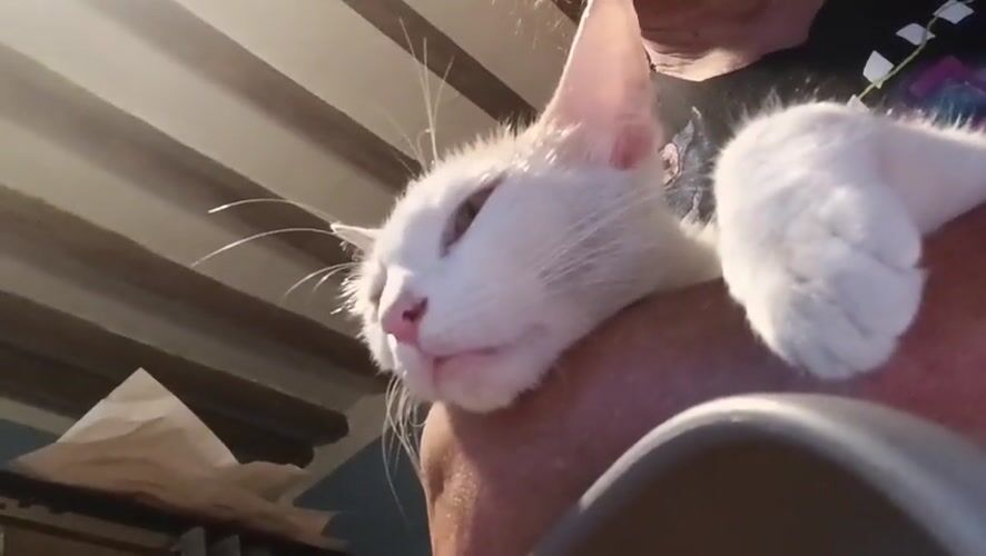 Kitten sleeps peacefully in person's arms in Viadana
