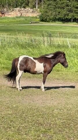 A piebald horse stands in a grassy field. The horse is dark brown with large white patches on its flank and neck. It has a dark mane and tail. The horse is facing to the right of the frame. The background shows a grassy area with tall grass, and beyond that, a line of trees. In the far background, there appears to be a pile of logs and a small white object in the distance. The scene suggests an outdoor setting, possibly a farm or rural area. The lighting indicates it is daytime, with sunlight casting shadows on the ground, suggesting a bright day. The overall mood is peaceful, with the horse appearing calm. There is no visible text in the media file. The location context is Lørenskog, Norway.