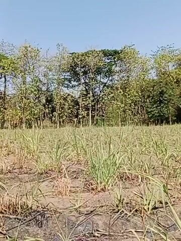 The video pans across a field of young sugarcane plants under a clear blue sky. The plants are relatively short, with some dry stalks and brown leaves visible amongst the green shoots. The soil appears dry and somewhat uneven, with some evidence of stubble or remnants from a previous harvest. In the background, a line of trees with dense foliage creates a natural border for the field. The trees vary in height and species, with some appearing to be larger and more established than others. On the right side of the frame, a tall, dark metal structure, possibly a fence post or part of a construction, rises above the sugarcane. The overall scene depicts a rural agricultural setting during daylight hours.
