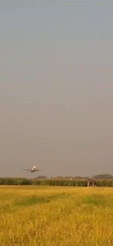 A commercial airplane is captured in mid-flight, ascending against a hazy, pale sky. The aircraft, with its white fuselage and green accents on the tail, is angled upwards, indicating it is gaining altitude. Below the plane, a flat landscape unfolds, characterized by a golden-yellow field that appears to be ripe grain or grass. A line of darker green vegetation, possibly corn stalks, runs horizontally across the middle ground, separating the field from the sky. To the right of the frame, a small, rustic wooden structure with a pitched roof is visible, suggesting a rural setting. The overall atmosphere is serene, with the focus solely on the ascending airplane and the expansive, open environment.