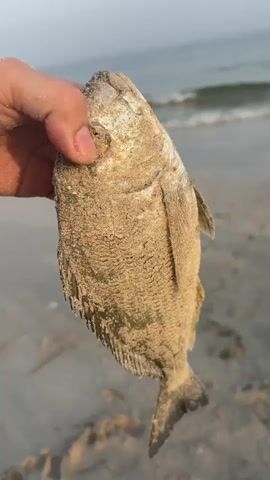 A close-up shot shows a person's hand holding a small fish covered in sand. The fish has scales and fins, and its eyes are visible. The background is a beach with the ocean and waves in the distance. The sand is light brown, and the water is a light blue-green. The sky is overcast. The video shows the fish from different angles as the hand holding it moves slightly.