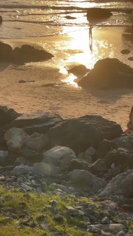 The video shows a beach scene at sunset. In the foreground, there are large rocks and some green grass. In the middle ground, a woman is walking among the rocks. The background shows a sandy beach and the ocean with a golden sunset reflecting on the water. Several silhouetted figures are visible in the ocean and on the wet sand, appearing to be walking or playing. The sun is low on the horizon, casting long shadows and creating a warm, golden light across the scene.