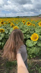 Sunflowers in full bloom along a rural road in Kazyli
