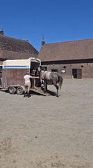 Horse loaded into trailer in Estaimpuis courtyard