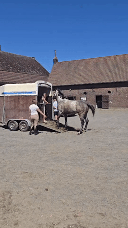 Horse loaded into trailer in Estaimpuis courtyard