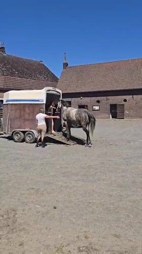 Horse loaded into trailer in Estaimpuis courtyard