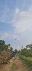 Eagle spotted flying over rural Vallecito, Venezuela
