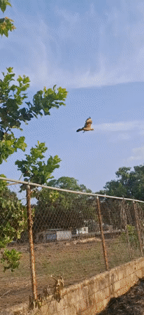 Eagle spotted flying over rural Vallecito, Venezuela