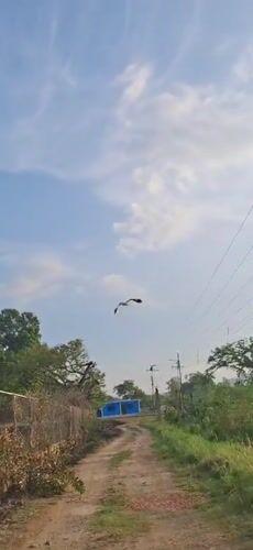Eagle spotted flying over rural Vallecito, Venezuela