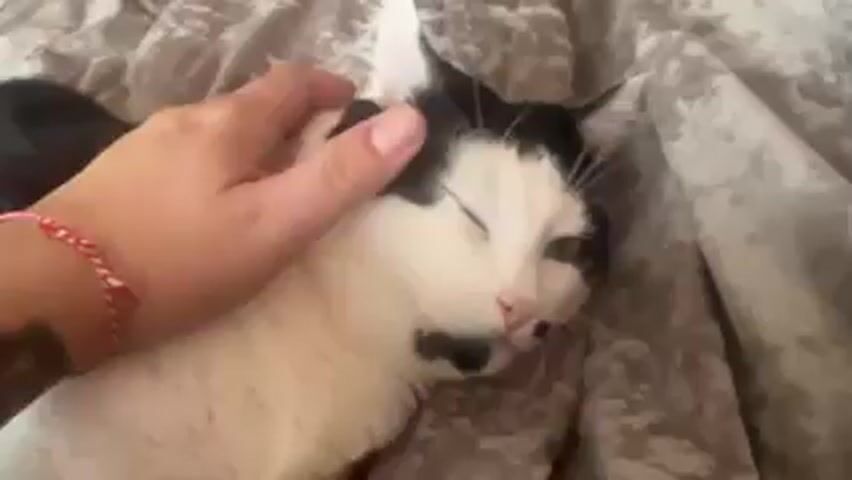A hand with a red and white string bracelet is shown gently petting a black and white cat that is lying on a crinkled grey blanket. The cat's eyes are closed and it appears to be relaxed and enjoying the petting. The hand is light skinned and has a tattoo on the arm. The cat is mostly white with black patches on its head and neck.