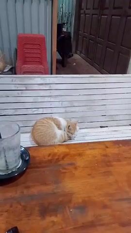 The video shows an orange and white cat curled up and sleeping on a wooden bench. The bench appears to be outdoors, possibly on a porch or patio, with a wooden table in the foreground. In the background, there is a red chair and a doorway leading into a building.