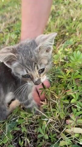 A close-up shot shows a small, gray tabby kitten with green eyes sniffing at a person's outstretched hand. The kitten is surrounded by lush green grass and a few fallen leaves. The hand, with a black bracelet on the wrist, is open and facing upwards, palm exposed. The kitten is positioned to the left of the hand, its body partially obscured by the grass. The scene is outdoors in daylight, with natural lighting.