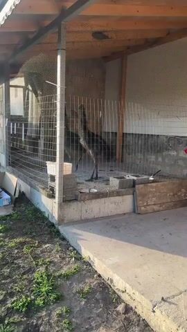 The video shows two emus standing in a wire cage. The cage has a wooden roof and a concrete base. The emus are both gray and brown in color, and they have long necks and legs. A white water trough sits within the cage. The ground outside the cage is concrete, with some greenery and discarded cardboard visible.