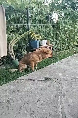A light brown dog is seen in a yard, sitting on grass near a concrete path and a wire fence. The dog is positioned with its rear facing the camera and its head turned to the right, looking down. Several potted plants, including cacti, are visible behind the dog, against the fence. The dog appears to be straining.