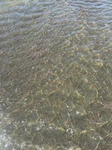 The video shows a body of water, likely a river or a shallow sea, under a clear blue sky. The water is murky and reflects the sunlight, creating shimmering patterns on its surface. In the background, there is a shoreline composed of dark sand, beyond which a lush green hillside rises steeply. The hillside is densely covered with vegetation, appearing as a uniform green mass. The scene is tranquil and natural, with no signs of human activity or man-made objects. The camera appears to be positioned close to the water's surface, looking towards the shoreline and the hillside.