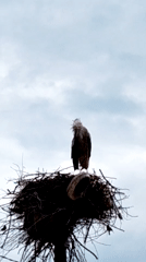 Stork observed standing in nest against cloudy sky