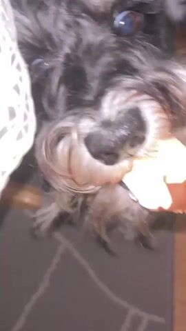 A miniature schnauzer dog with black and white fur is eating a popsicle. The dog is looking at the camera and licking the popsicle. The popsicle is vanilla ice cream with a chocolate coating. The dog is sitting on a grey rug. There is a white lace decoration in the background.