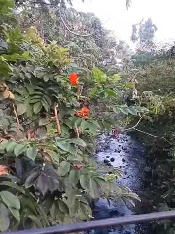 The video shows a serene natural scene of a forest with a river flowing through it. The foreground is dominated by lush green foliage, with some orange flowers blooming on a branch. The river, a dark blue color, is visible in the middle ground, with rocks scattered along its bed. The background consists of dense trees and vegetation, with a light sky overhead. The overall impression is one of tranquility and natural beauty.