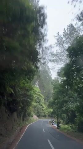 The video shows a winding paved road through a lush green forest. Tall pine trees and other foliage line the road, with some ferns visible on the left side. The sky is overcast, suggesting a cloudy or rainy day, and there appear to be some water droplets on the camera lens. The road has white lane markings. A few black and white striped guardrail posts are visible on the right side of the road. The perspective suggests the video is being recorded from inside a moving vehicle.