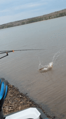 Morning angler catches fish along Kama River in Chaikovsky