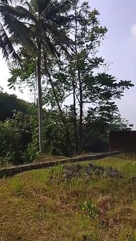 The video shows a slow-panning shot from ground level, moving rightward across a grassy embankment. Two tall coconut trees are visible on the left side of the frame, their fronds swaying gently. Beyond them, a dense forest of various trees and foliage creates a lush green backdrop. The sky is bright and appears to be clear. The ground in the foreground is covered in dry grass and some patches of soil. A low concrete structure runs horizontally across the middle of the frame, separating the grass from the forest. There are no people or animals visible in the video. The overall impression is of a natural, outdoor environment on a sunny day.