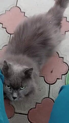 A fluffy grey cat with green eyes is being petted by an unseen person. The cat rubs its head against the person's leg before turning away and beginning to groom itself. The scene appears to be outdoors, with the cat sitting on a tiled patio.
