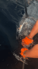 Angler lands large marlin in ocean catch