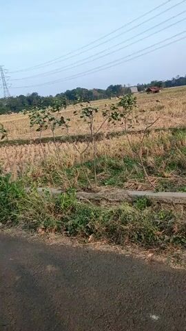 The video shows a side view of a paved road with a grassy and bushy verge. In the background, there is a field with dry stubble, likely after harvesting. Further in the distance, there is a line of trees and a tall electrical pylon. The sky is clear and pale blue, suggesting daytime. The camera appears to be moving along the road, possibly from a vehicle or while walking. The scene depicts a rural or semi-rural landscape.