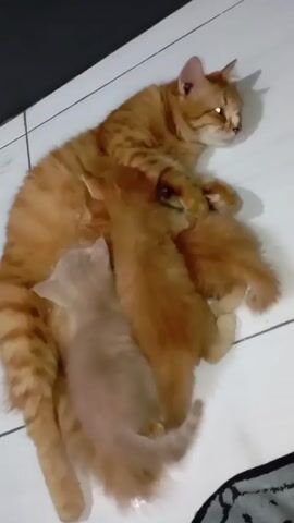 Here is a detailed description of the video:

The video shows a medium shot of an orange tabby cat lying on its side on a white tile floor. The cat appears to be resting, with its eyes closed and a peaceful expression. Three kittens are clustered around the mother cat, presumably nursing. Two of the kittens are orange, similar in color to their mother, while the third kitten is a lighter, creamy color. The kittens are actively engaged with the mother cat, their tiny bodies nestled against hers. A small portion of a rug is visible in the lower right corner of the frame. The lighting in the scene is somewhat dim, casting soft shadows across the floor.