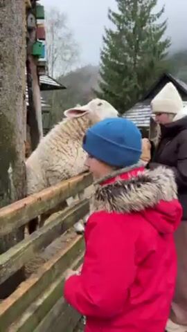 A young boy in a red jacket and blue beanie stands next to a wooden fence with a sheep leaning over it. A woman in a black jacket and white beanie reaches into a paper bag and feeds the sheep. The sheep has white wool and is looking directly at the woman. In the background, there is a wooden structure with many colorful birdhouses and a building with a snow-covered roof. The environment appears to be outdoors, possibly a park or farm, with trees and a foggy sky.