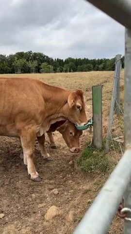 Two brown cows are drinking water from a trough attached to a green metal post. The cows are positioned side by side, with one cow's head mostly obscuring the other. The trough is light blue and appears to be made of plastic. Water is visible in the trough. The ground around the cows is dry dirt and some patches of green grass. In the background, there is a dry, grassy field with scattered trees and a cloudy sky. A wire fence is visible on the right side of the frame.