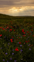 Red poppy fields under dramatic skies, horses and visitors in frame