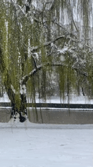 Late spring snow falls in Moscow, covers trees and paths