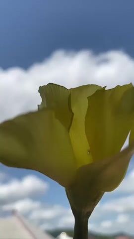 The video shows a close-up of a yellow flower against a blue sky with scattered white clouds. The flower's petals are partially open, and the camera is positioned looking up at the flower from below. The flower is slightly out of focus, while the sky in the background is more sharply focused.
