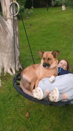 Dog, swing, and tansy flowers on a quiet Latvian summer day