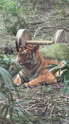 A tiger lies on its stomach on a woodland floor covered with branches and leaves. The tiger is orange with black stripes and is looking at the camera. Behind the tiger is a large, flat, grey boulder. Further behind the boulder is a wooden barbell, with two large wooden circles on either end. The barbell is lying horizontally on the ground. The tiger is partially obscured by green leaves in the foreground.