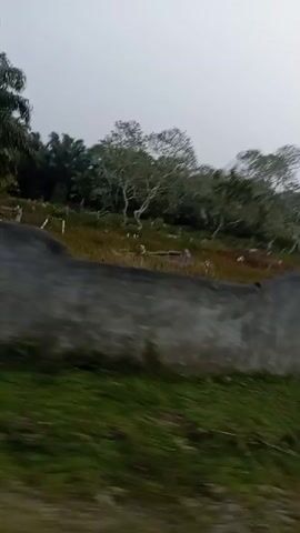 The video shows a blurred landscape with a grey concrete wall in the foreground. Behind the wall, there are trees, some with white flowers, and palm trees. There appear to be some small white markers or crosses in the distance behind the wall, suggesting a cemetery. The sky is overcast. The camera is moving, causing the blur.