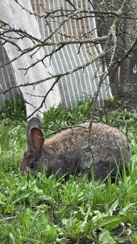 The video depicts a brown rabbit grazing in a patch of green grass. A tree branch with sparse twigs partially obstructs the view, and behind the rabbit and vegetation, there's a white, gridded structure. The background also includes a concrete or stone surface. The rabbit is actively eating, its head moving down to the grass. A rooster crows loudly, likely in the distance.