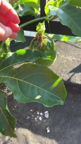 A hand touches several green passion fruits growing on a vine. The passion fruit vine is growing up a black metal fence on what appears to be a balcony or rooftop.  The leaves are green and shiny. The environment appears to be sunny with other trees visible in the distance. The passion fruit are large, round, and unripe.