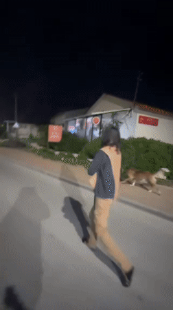 Nighttime pedestrian and dog walking activity recorded in Netanya