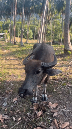 Water buffalo spotted in palm grove, Baan Nok Sai