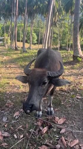 Water buffalo spotted in palm grove, Baan Nok Sai