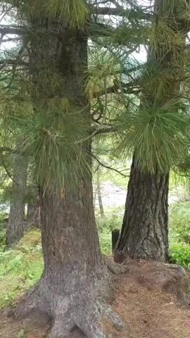 The video shows two large pine trees standing close together with visible roots at their base. The ground around the trees is covered with pine needles. In the background, there is a forest with other trees and greenery, and a body of water is faintly visible. The lighting suggests an outdoor, daytime setting. The camera is moving, panning slightly to the right.