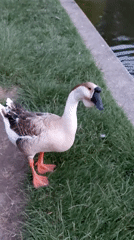 Swan, cygnets, and a goose along a calm waterway