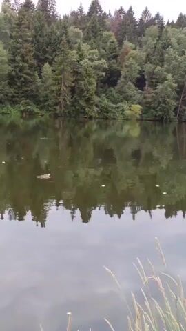 The video shows a body of water, likely a lake or pond, with a forest on the opposite bank. The water reflects the trees and the overcast sky. The foreground of the video is occupied by tall grass and reeds. The camera pans slowly across the scene, from left to right. There are no people or animals visible in the video. The overall atmosphere is serene and natural.