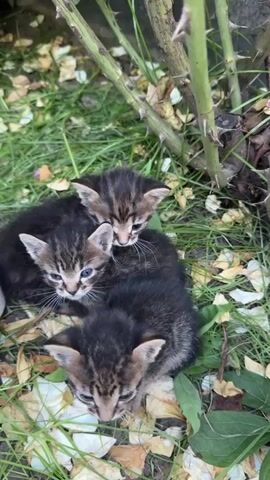 This is a close-up, eye-level shot of three very young tabby kittens huddled together on the ground amongst grass and fallen leaves. The kittens are positioned in a tight cluster, with one kitten in the front and two behind it. Their fur is predominantly brown and black with tabby markings. They have light blue eyes and small ears. The kitten in the front is looking down, while the two kittens behind it are looking slightly upwards and to the sides. The background is dominated by the green stalks and thorns of a plant, likely a rose bush, with more fallen leaves and grass visible. The lighting suggests it is daytime, possibly overcast or shady. There are no people or other animals visible in the frame. The video is a static shot with no apparent movement or sound.
