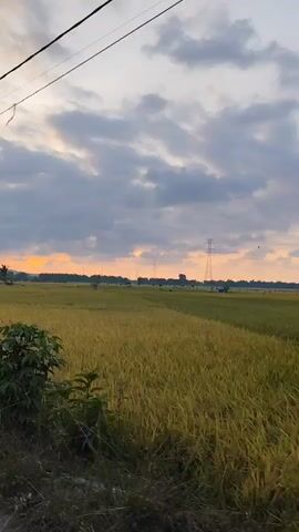 A wide shot captures a vast agricultural field at sunset, likely in Glumpangbungkok, Indonesia. The field is covered with crops that appear to be golden-brown, possibly rice or wheat, stretching towards the horizon. In the foreground, two dark green bushes partially frame the lower corners of the shot. Overhead, power lines run across the top of the frame. The sky is partially cloudy, with an orange glow visible on the horizon, indicating dusk or sunset. In the far distance, several power line towers stand tall, and scattered trees and what appear to be distant figures or small structures can be seen within the expansive field. The overall scene depicts a peaceful, rural landscape. No visible text is present.