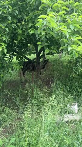 A black and brown goat is standing in a fenced-in area under a leafy green tree. Tall grass and other vegetation surround the fenced area. The goat is looking towards the right side of the frame.