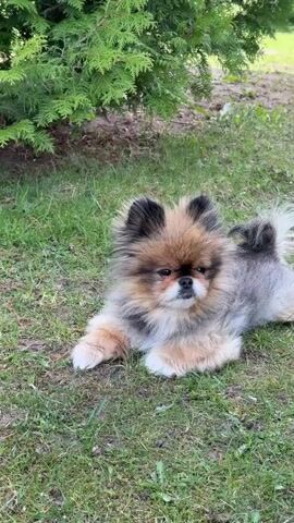 The video shows a small, fluffy dog resting on grass. It has a mix of brown, grey, and tan fur. The dog is lying down with its front paws stretched out in front of it. Behind the dog is a small green bush. The dog appears relaxed and is looking off to the side. The grass is green and looks well-maintained. The scene is well-lit, suggesting it's outdoors during the day.